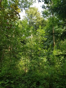 k-EULIFE_FutureForest_Wald_Stufe_4_Hofmann