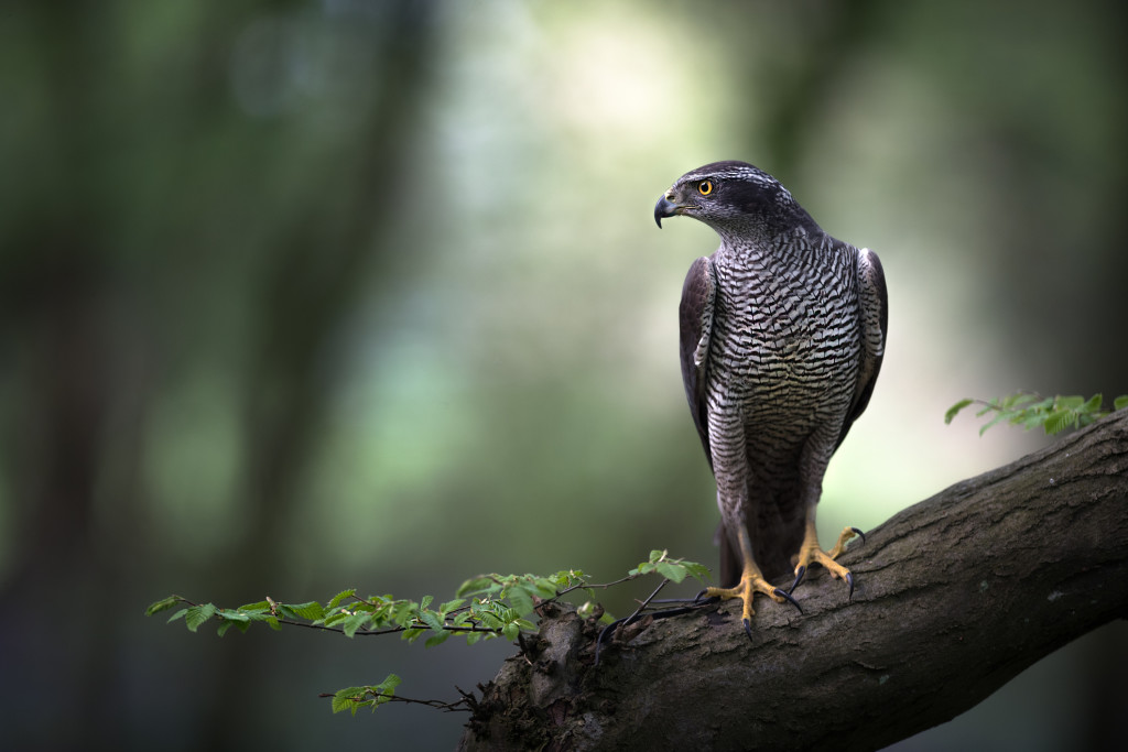 A Goshawk is perched in ancient woodland as the morning sun cuts through the tree canopy.