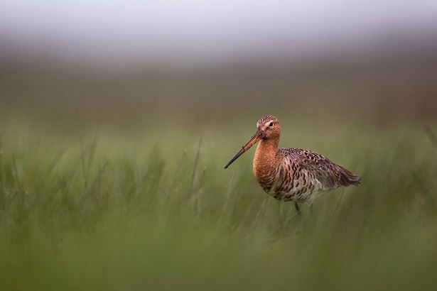 Naturfotografie Edel: Uferschnepfe stapft durch das Gras